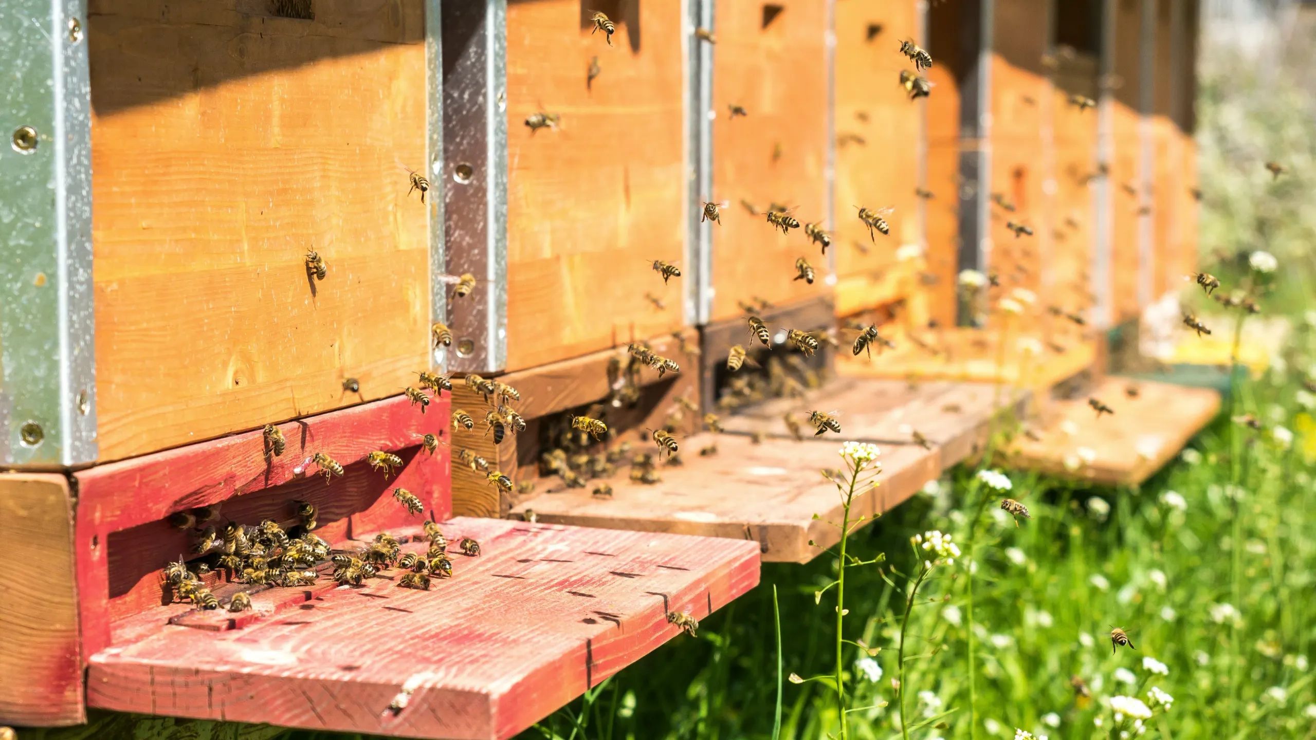Thrive Hive