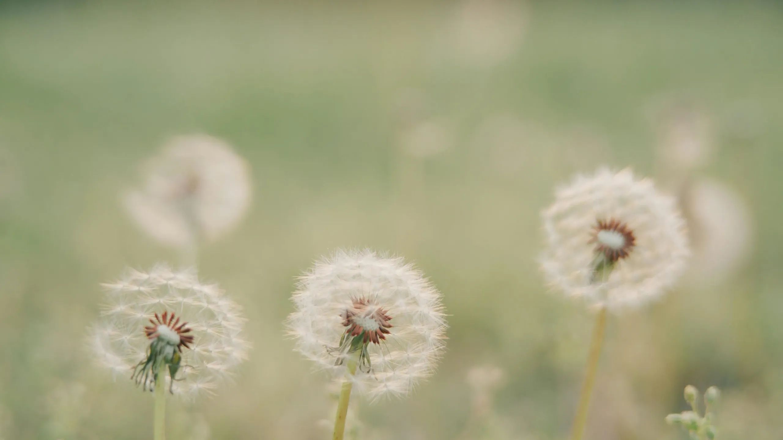 The Mindful Hive: Navigating & Empowering Holistic Parenting