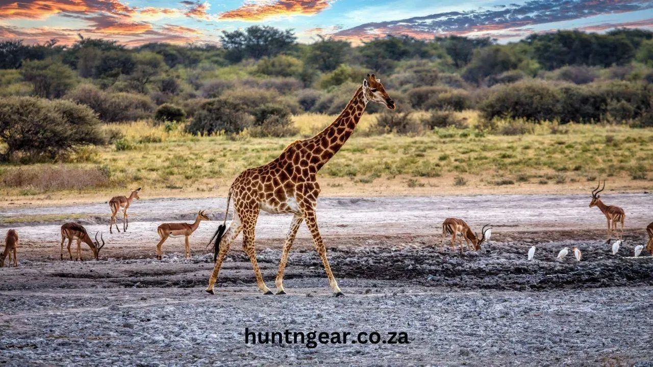 Hunt N Gear Community