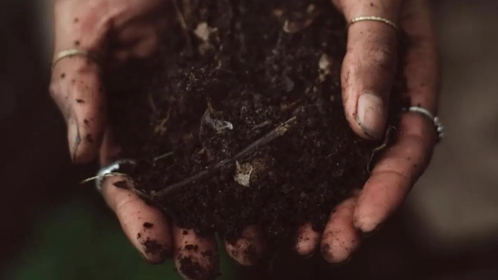 The Soil