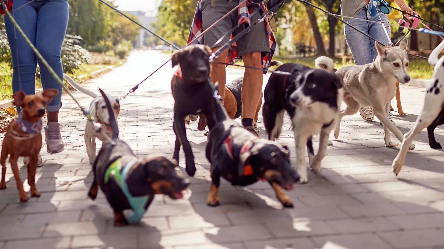 Better Dog People banner