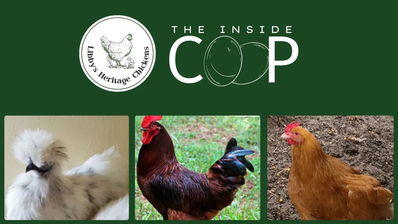 The Inside Coop - Chooks