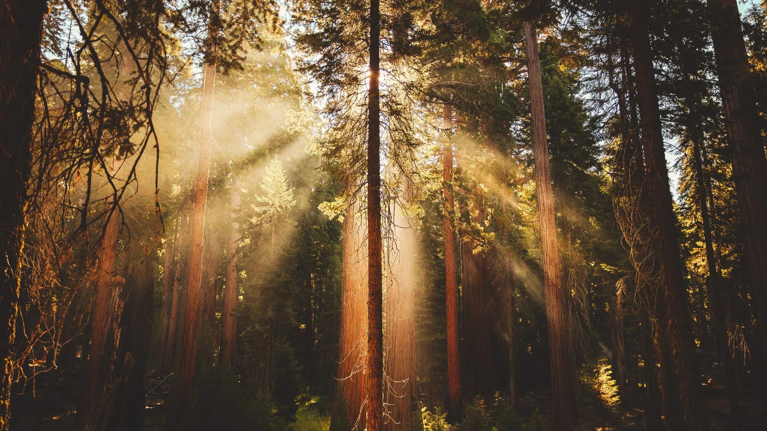 Tribe of the Heart