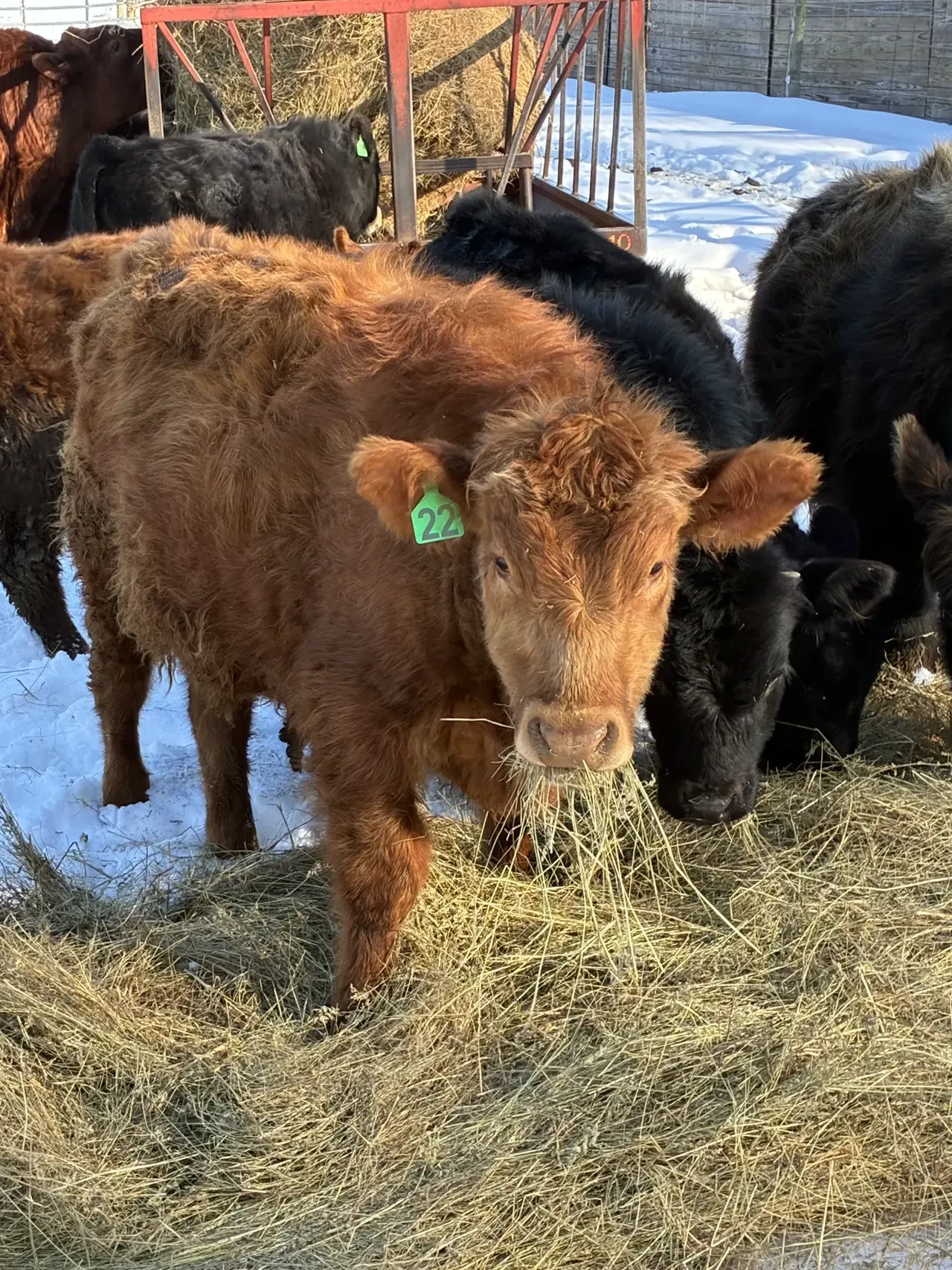 YEARLING BULL FOR SALE