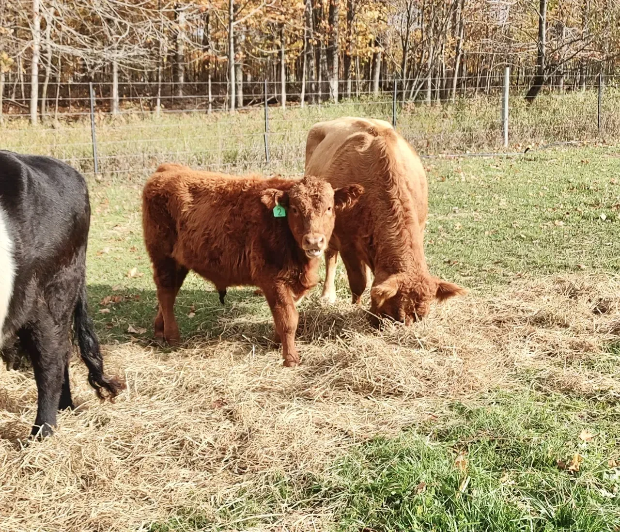 YEARLING BULL FOR SALE