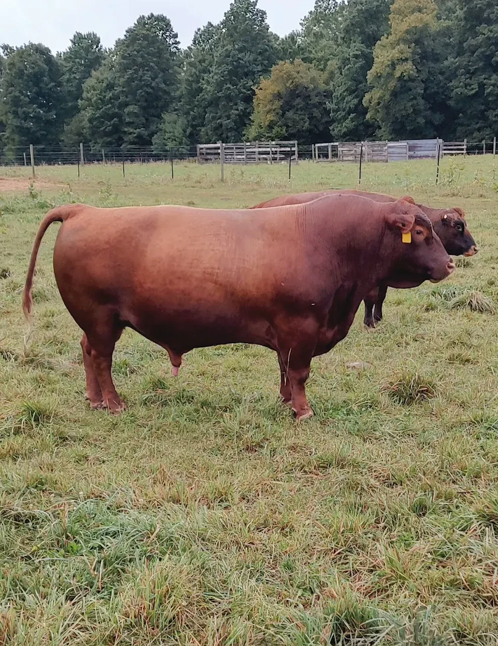 YEARLING BULL FOR SALE