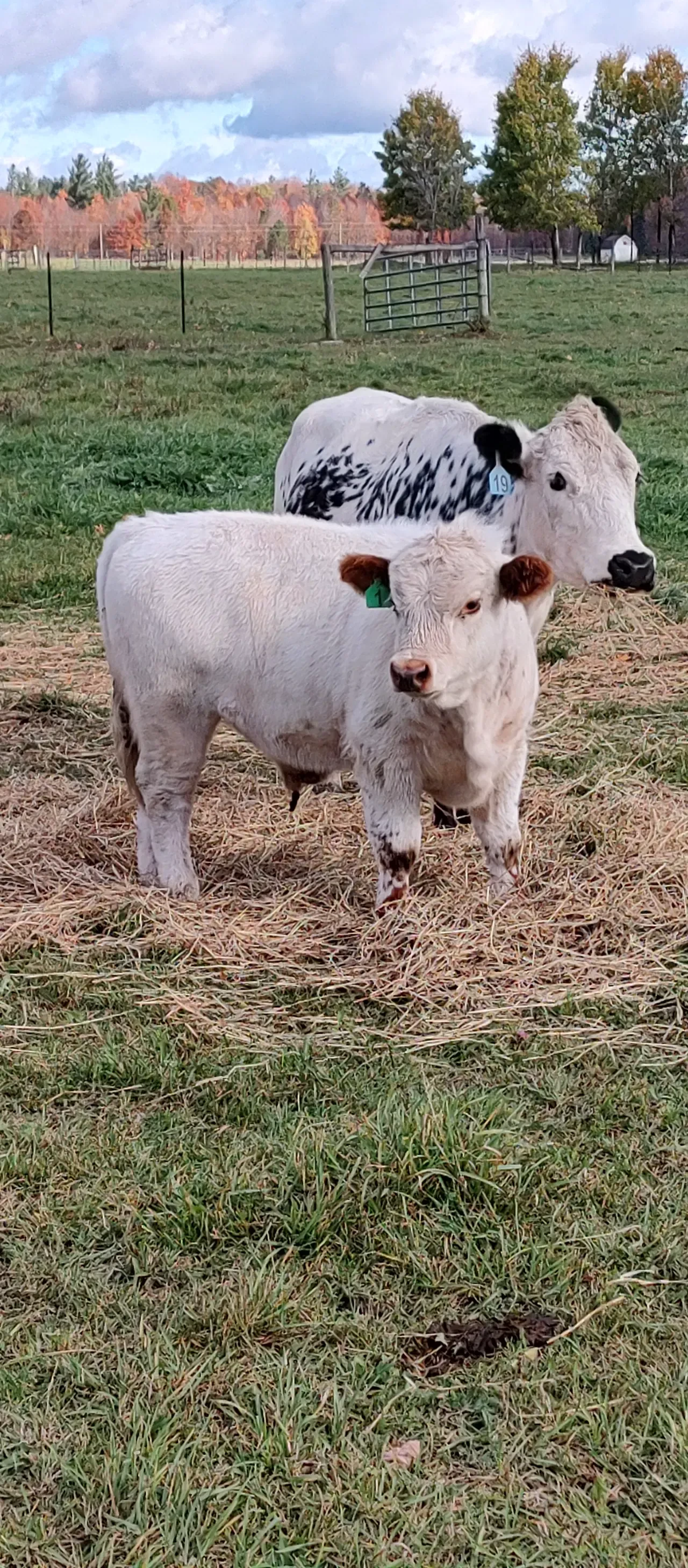 YEARLING BULL FOR SALE
