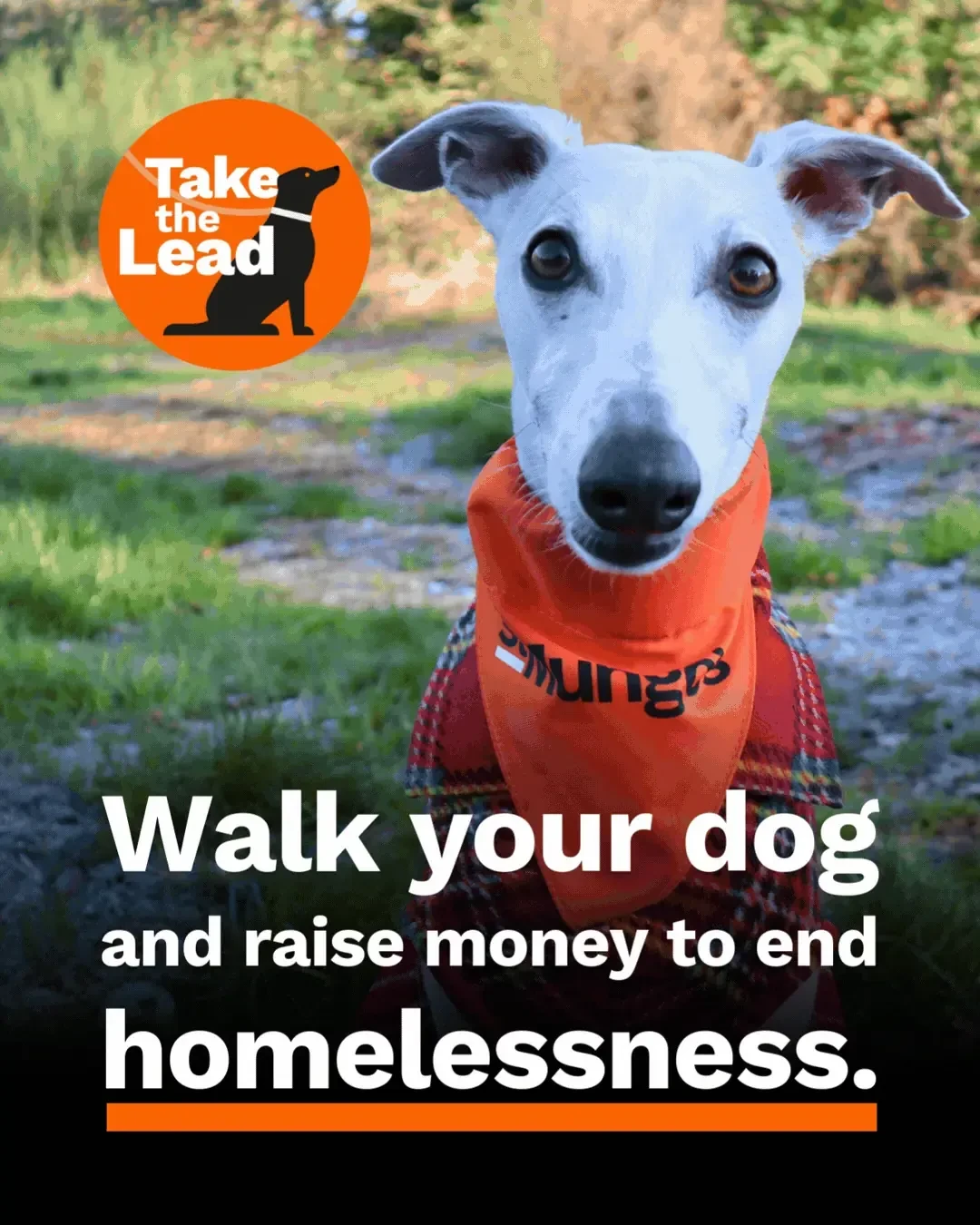 St Mungo's - Virtual Dog Walking Challenge