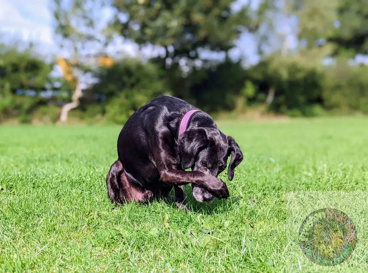 🐶 “MY DOG ISN'T CLEVER ENOUGH TO DO THAT.”