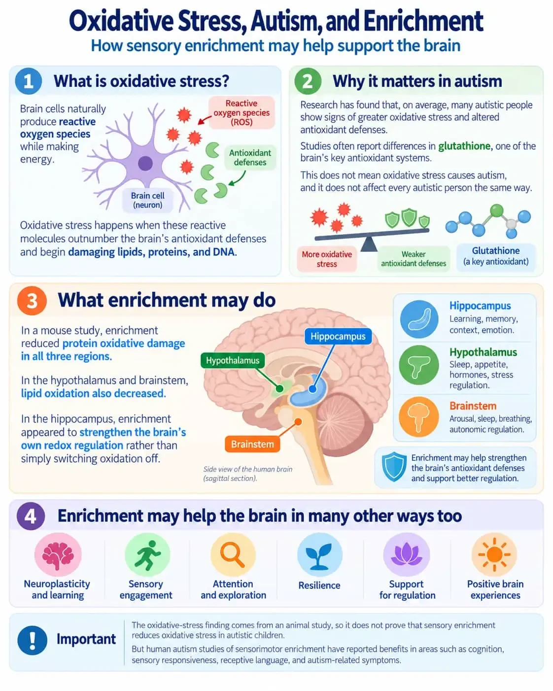 New study on enrichment protecting the brain against oxidative stress
