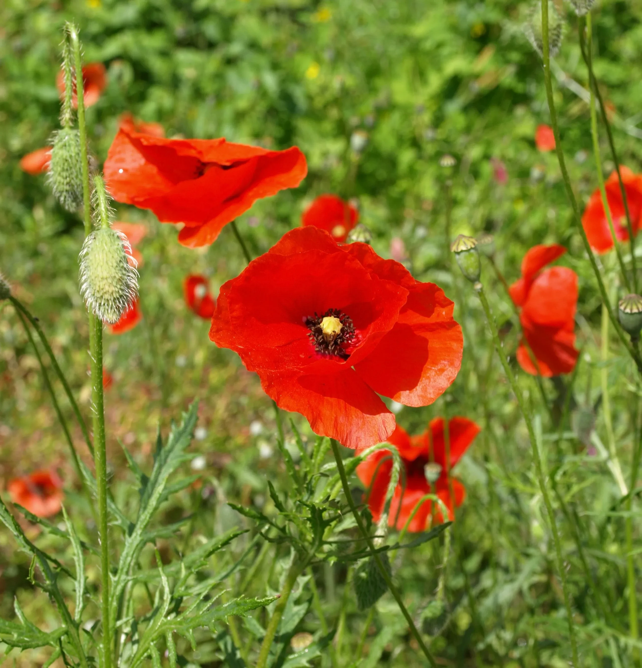 Poppy Paint Along