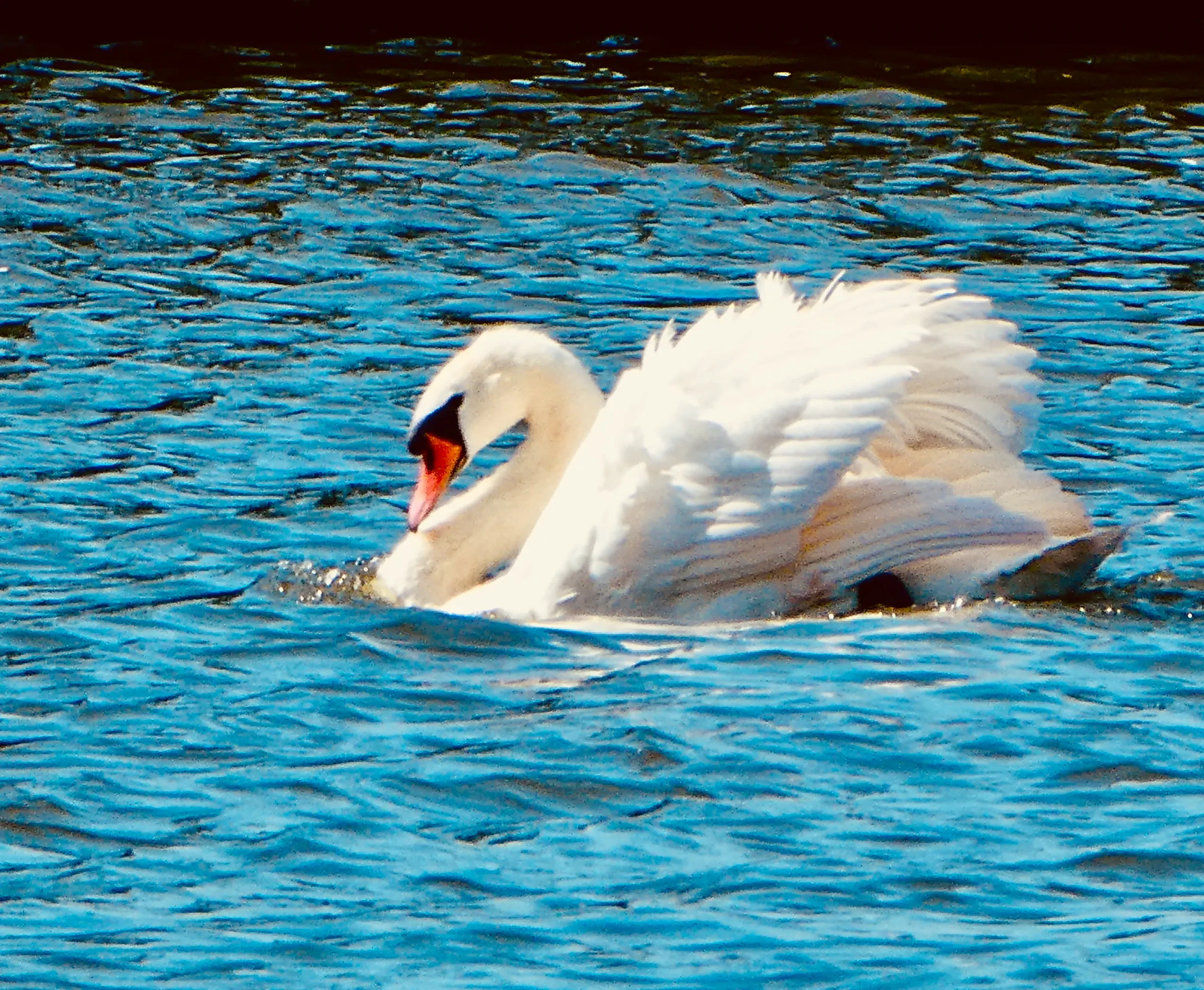 Swan Paint Along