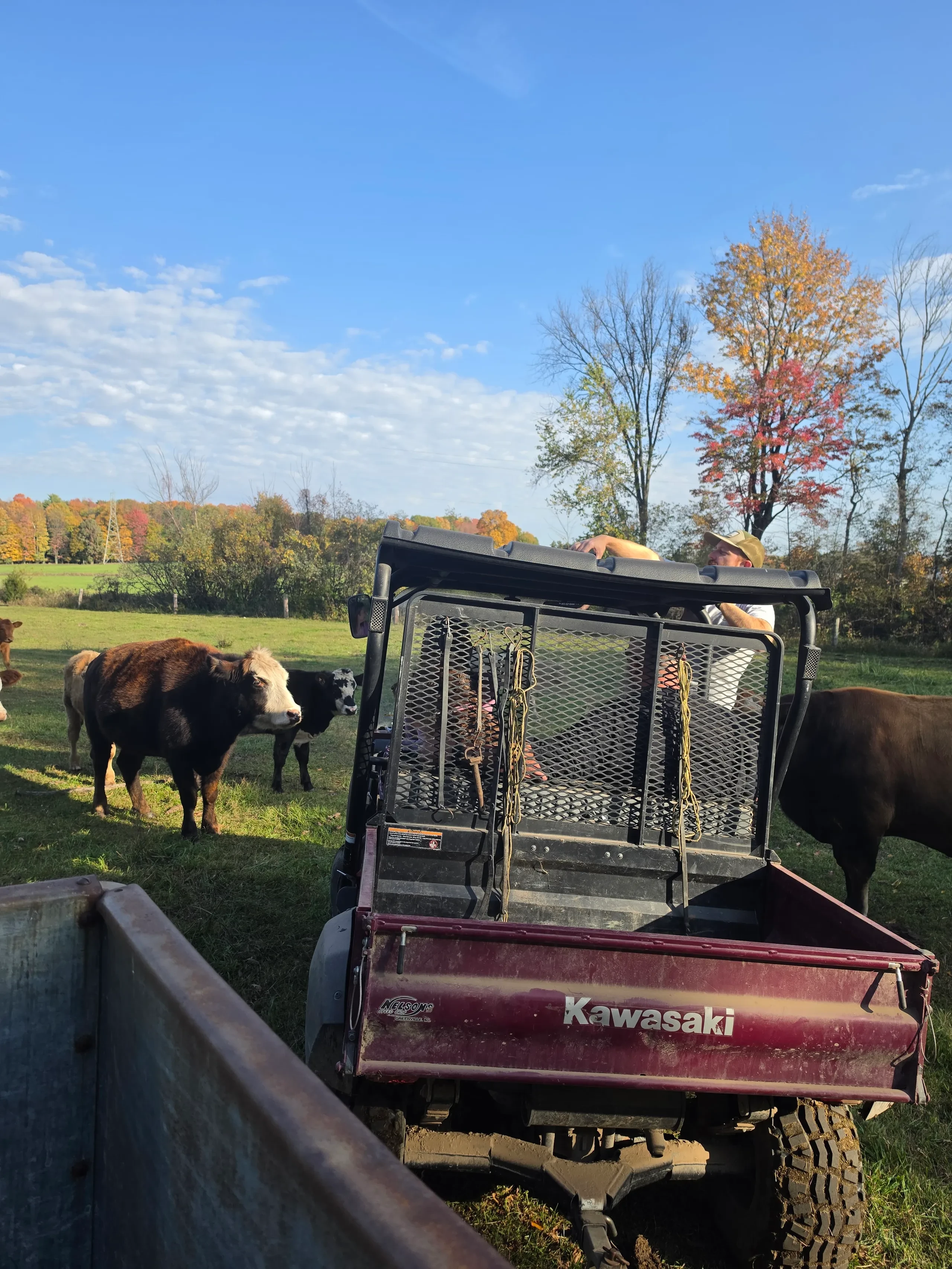 Day 1 of the new ABA Beefalo Promotional video