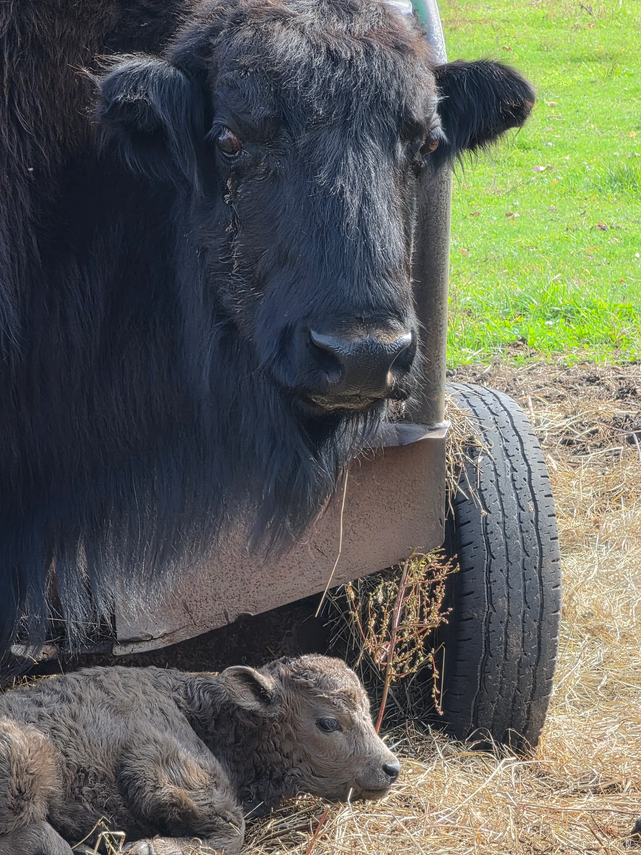 DAY 2 of filming the ABA Beefalo Promotional video