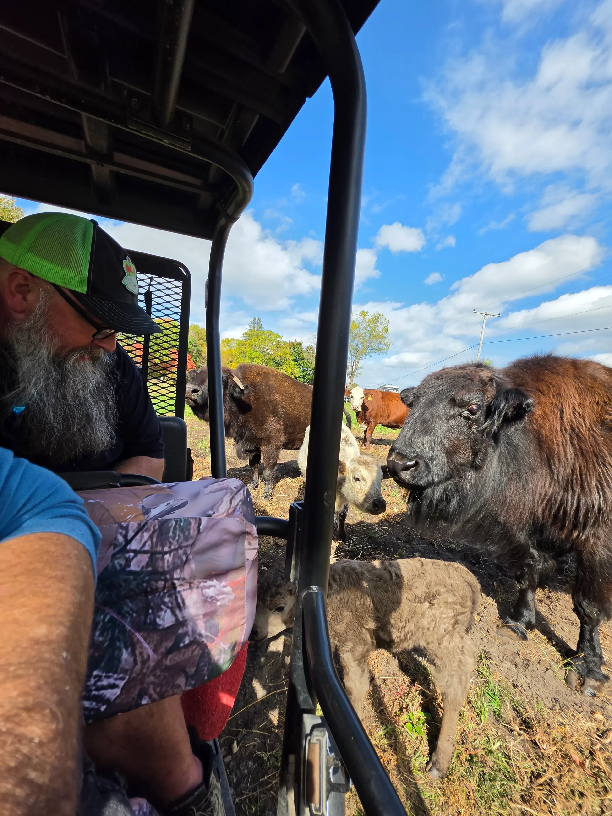 DAY 2 of filming the ABA Beefalo Promotional video