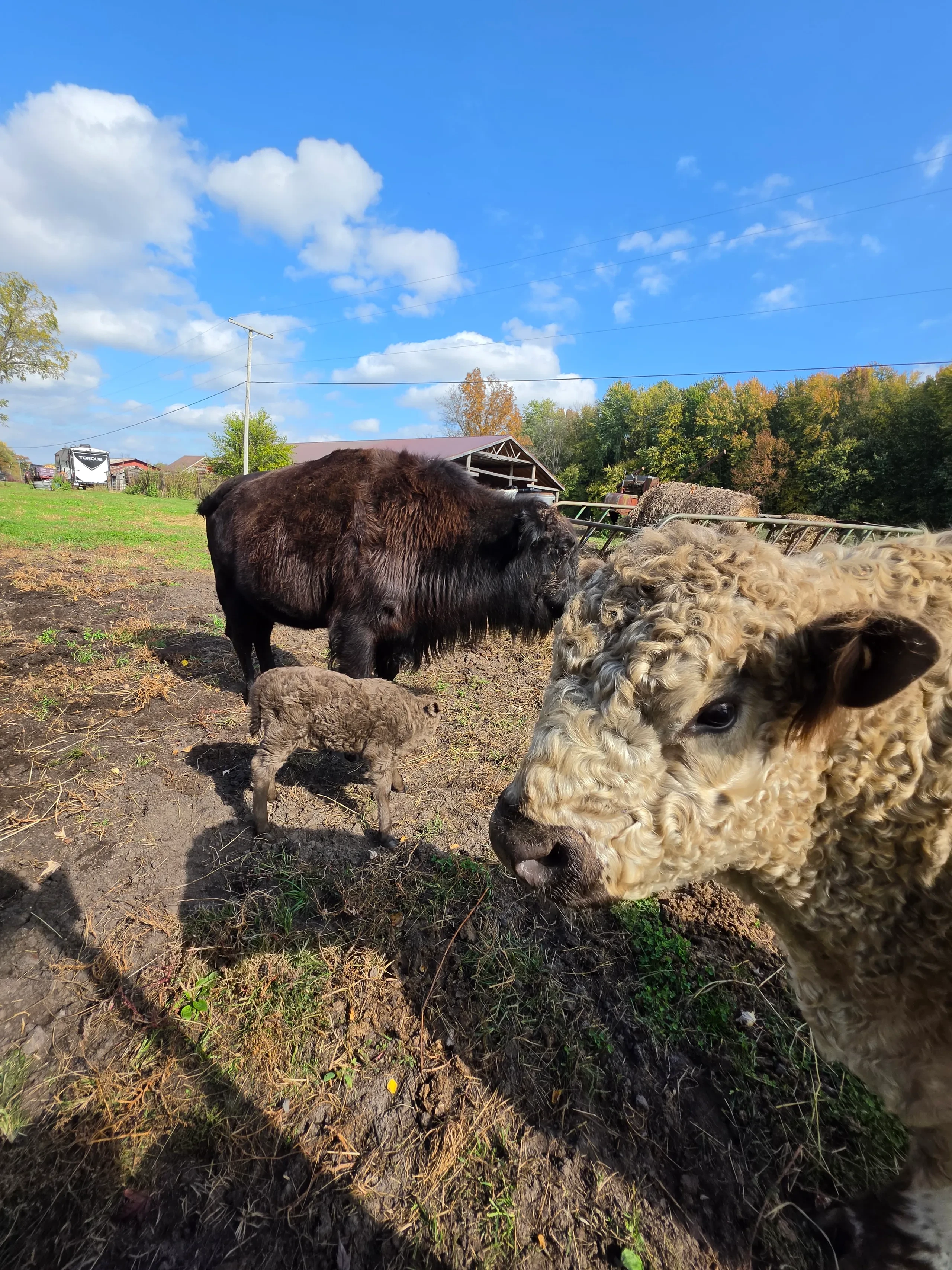 DAY 2 of filming the ABA Beefalo Promotional video