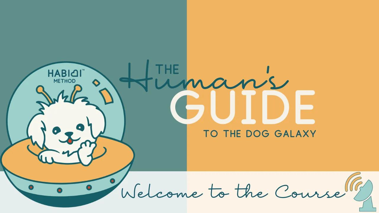 Human's Guide to the Dog Galaxy