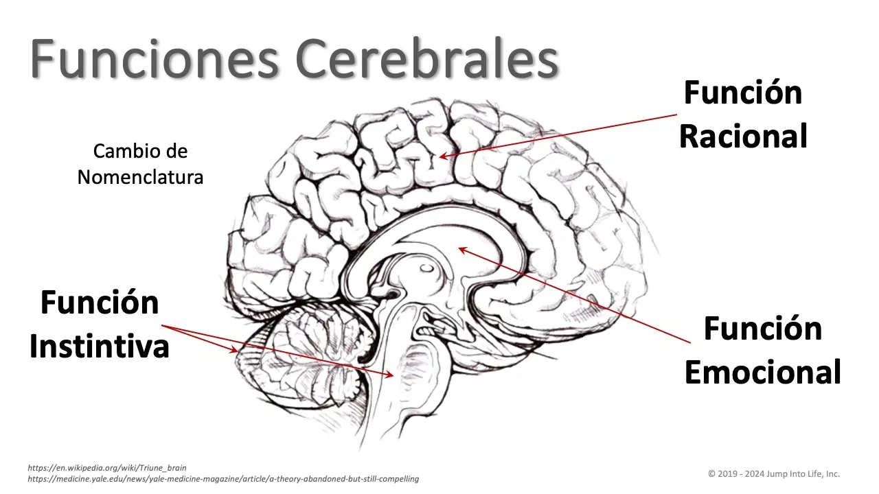 5. Funciones Cerebrales: Instintiva, Emocional, Racional lesson poster