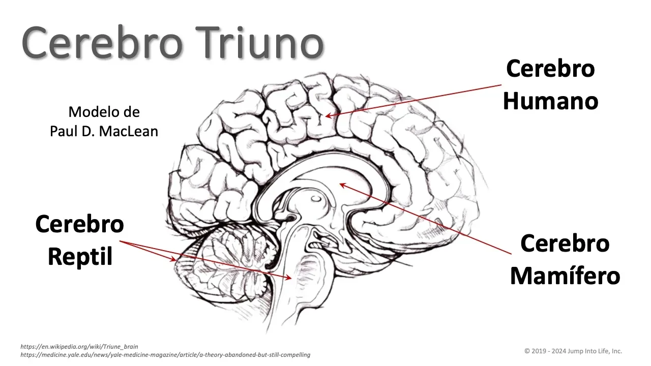 4. Cerebro Triuno: Reptil, Mamífero, Humano lesson poster