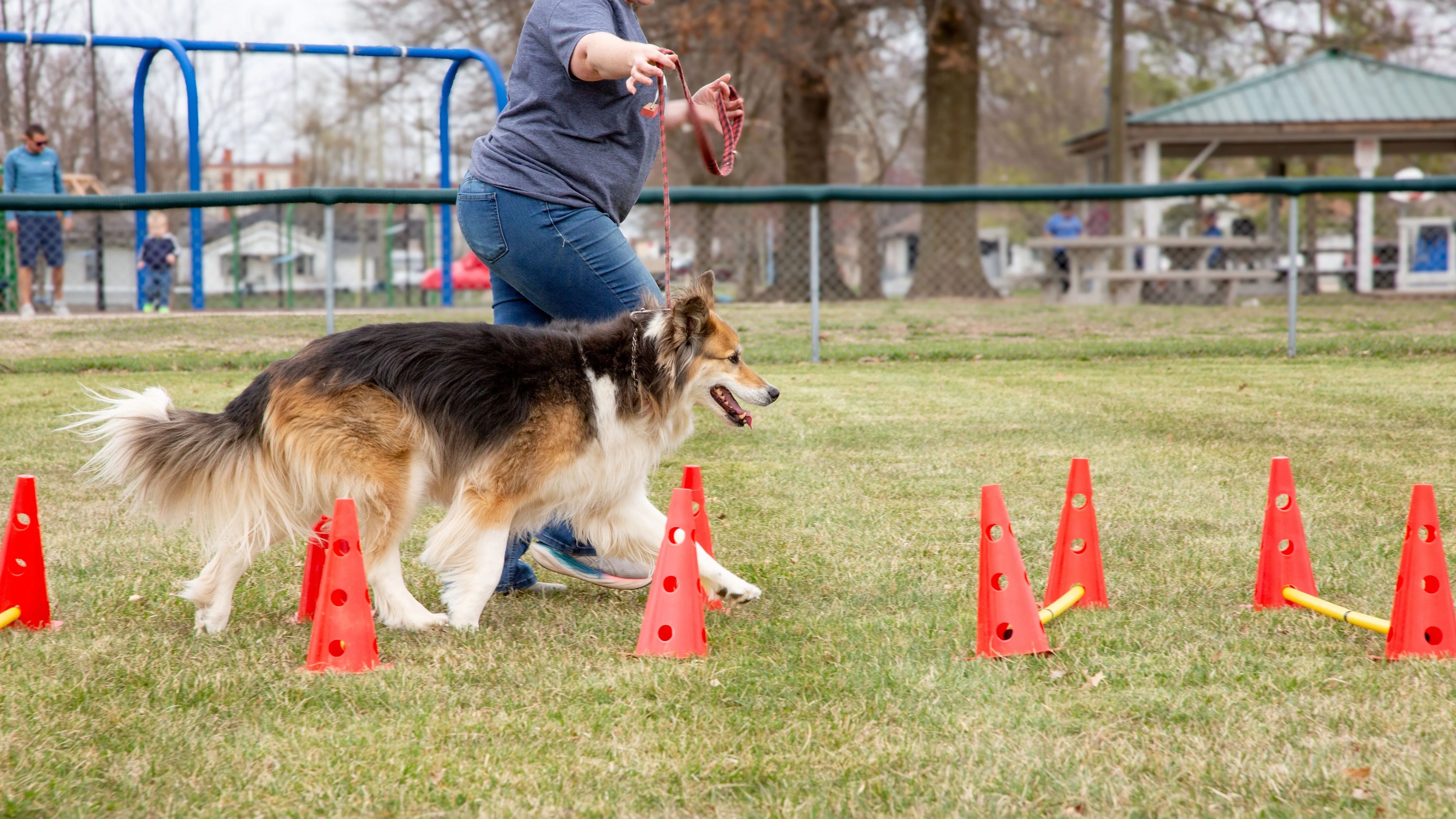Cavalettis for All Dogs