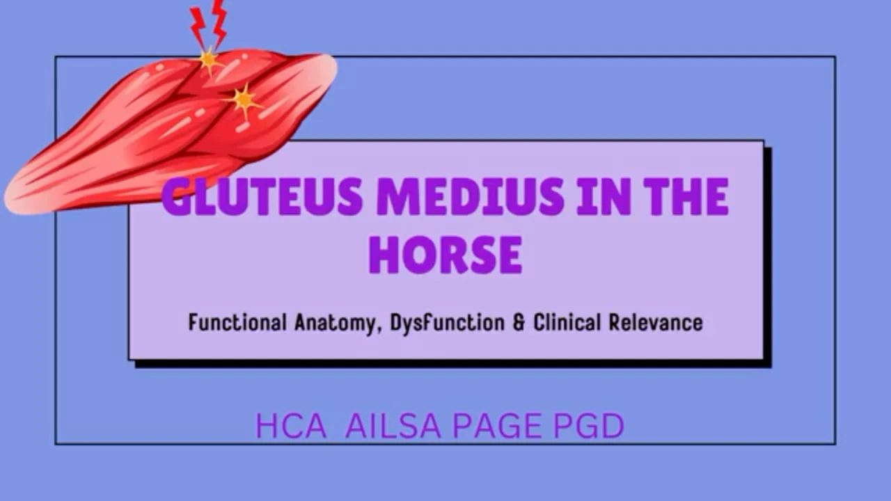 The Gluteus Medius lesson poster