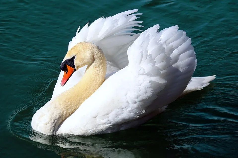 Free Insight into 'Reflections on Mortality' by Kate Leotta from Swan Song Journey - Lesson 1