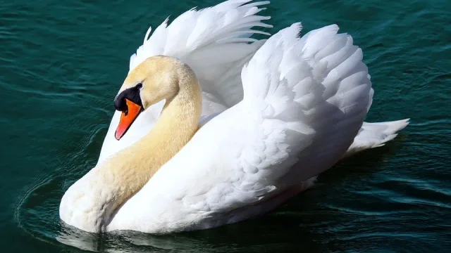 Free Insight into 'Reflections on Mortality' by Kate Leotta from Swan Song Journey - Lesson 1