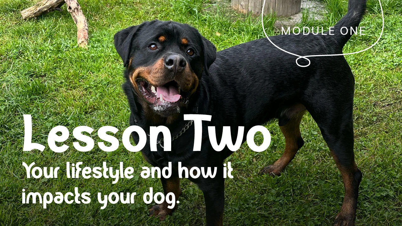 Lesson Two - Your lifestyle and how it impacts your dog. lesson poster