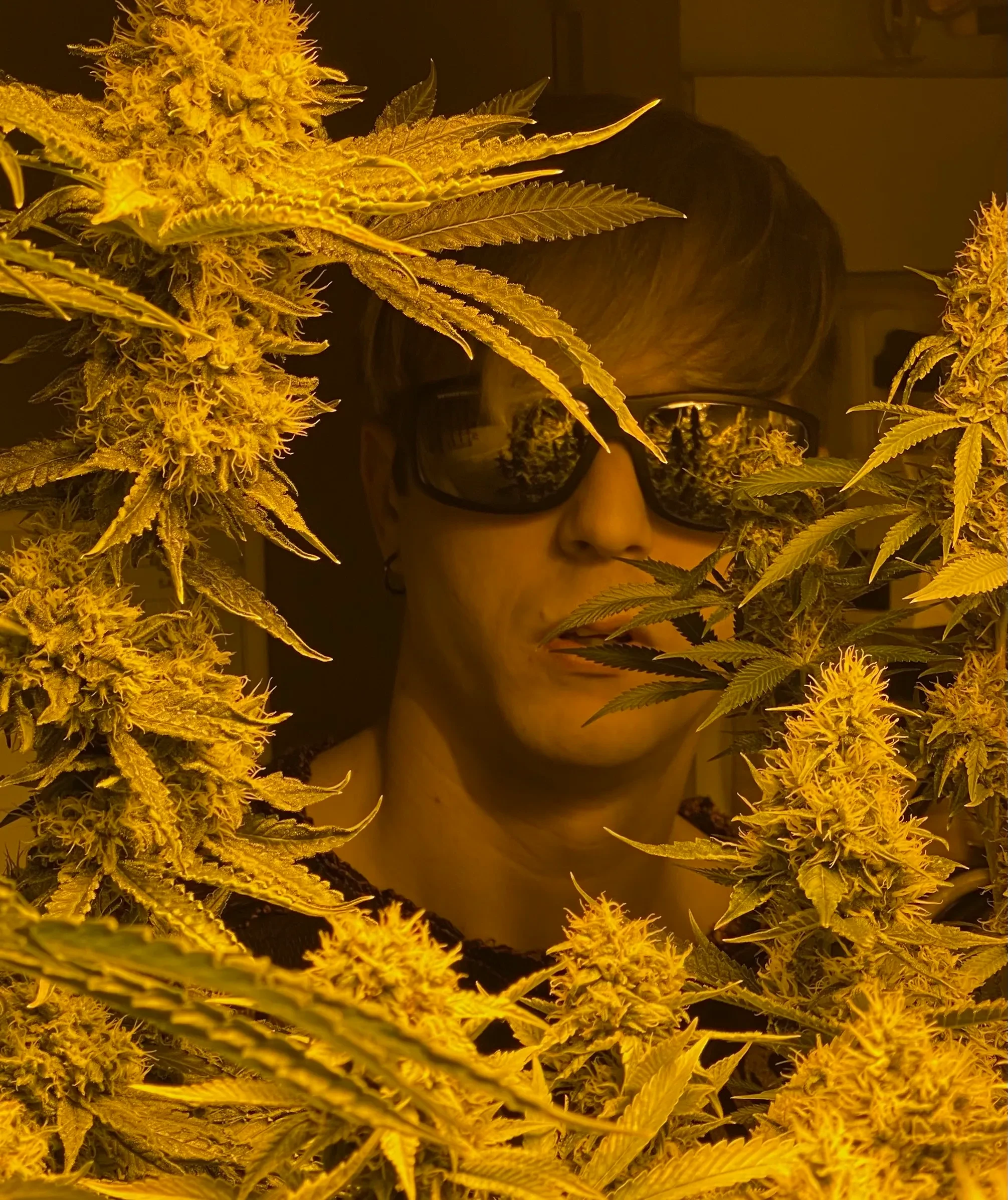 Clover Academy of Dank logo