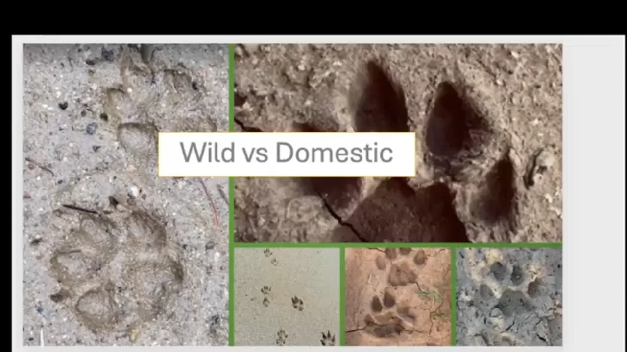 Lesson 4: Wild vs Domestic Tracks lesson poster