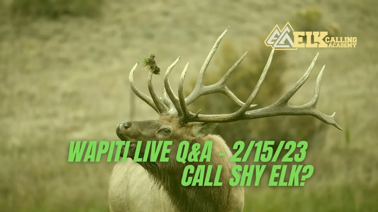 REPLAY - Wapiti Live Q&A - 2/15/23 - Call Shy Elk? lesson poster