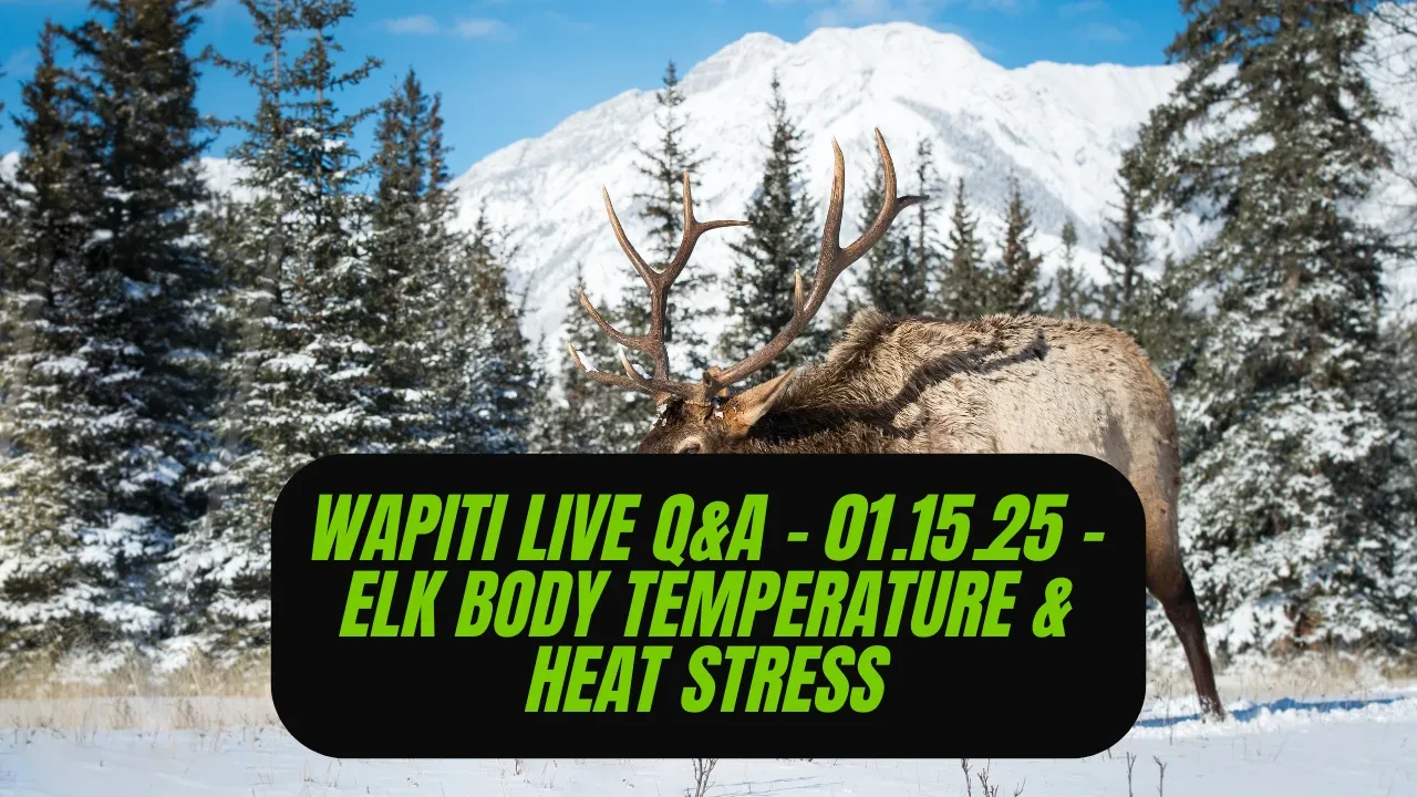 REPLAY Wapiti Live Q&A - 01.15.25 - Elk Body Temperature & Heat Stress Management lesson poster