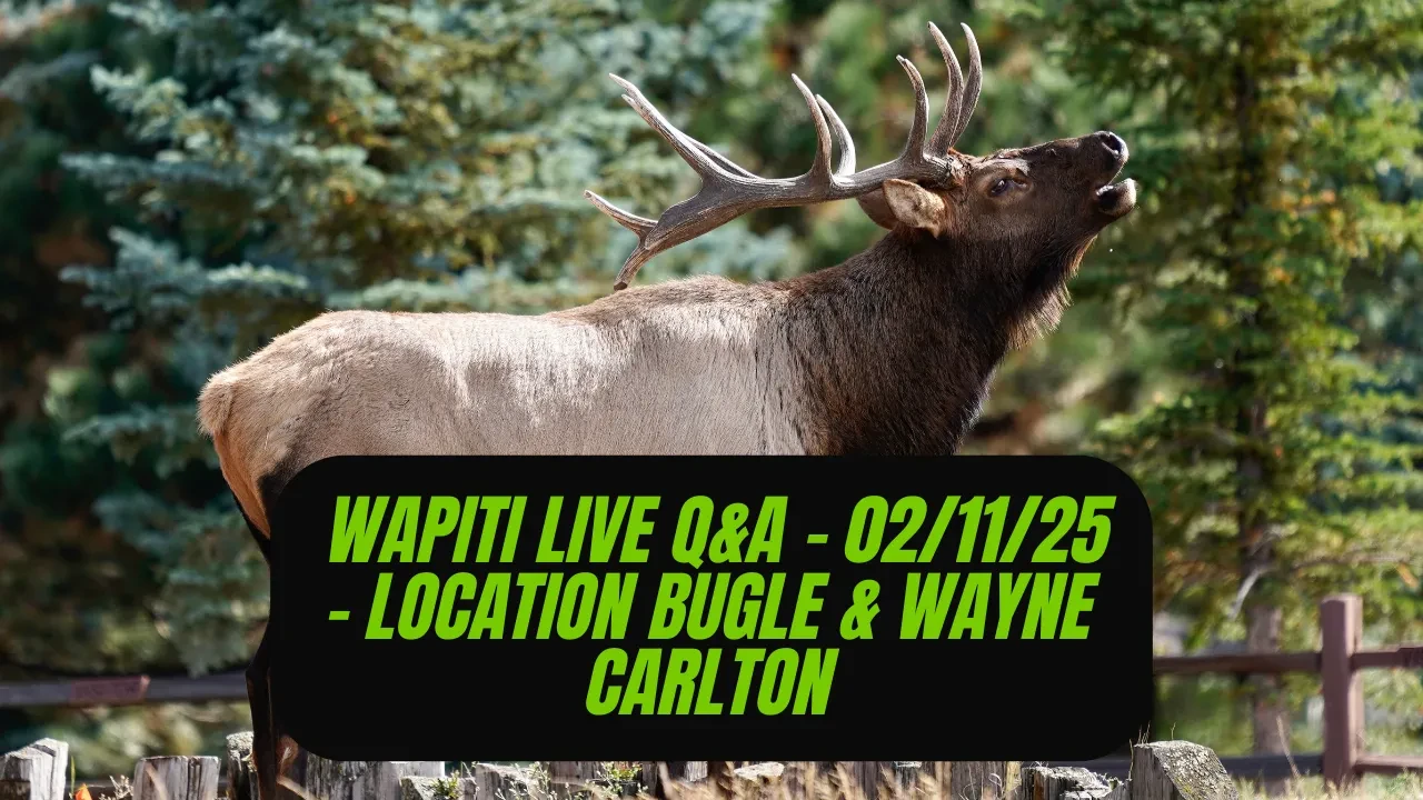 REPLAY Wapiti Live Q&A - 02.11.25 - The Location Bugle and Wayne Carlton lesson poster