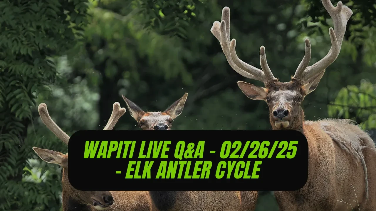REPLAY Wapiti Live Q&A - 02.26.25 - Bull Elk Antler Development Cycle lesson poster