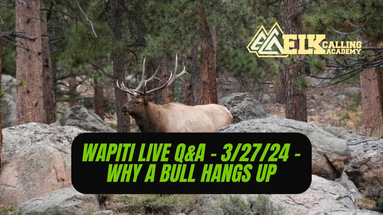 REPLAY - Wapiti Live Q&A - 3/27/27 - Why a Bull Hangs Up lesson poster