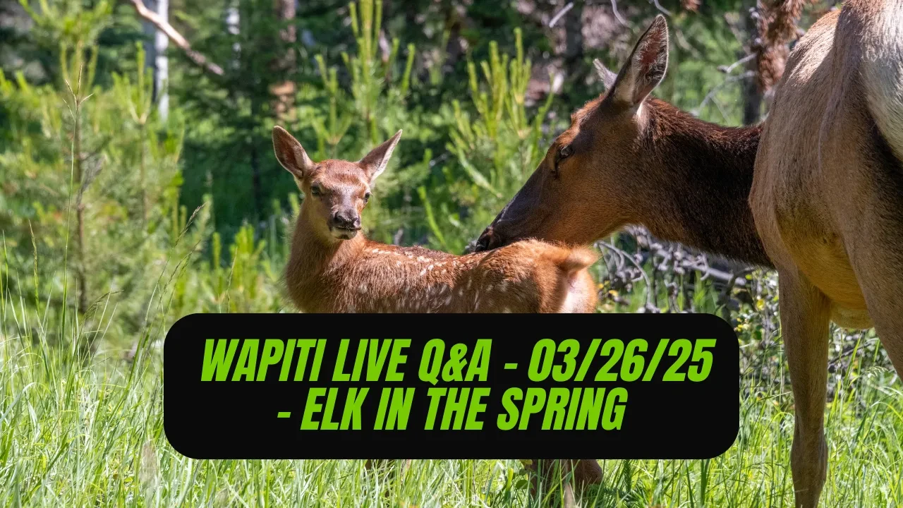 REPLAY - Wapiti Live Q&A - 03.26.25 - The Secret Life of Elk in Spring! lesson poster