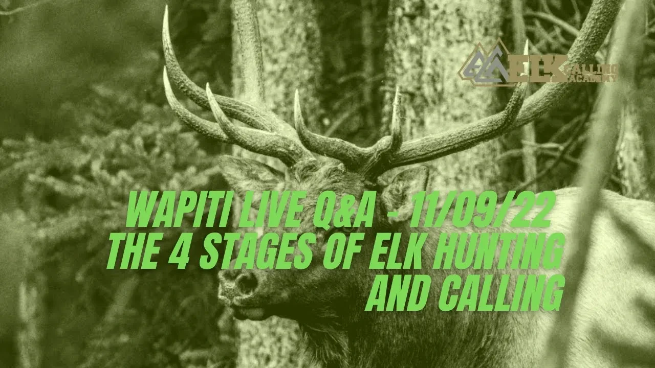 REPLAY - Wapiti Live Q&A - 11/09/2022 - The 4 Stages of Elk Hunting and Calling lesson poster