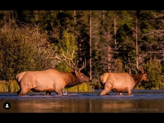 REPLAY - Wapiti Live Q&A - 9/29/21 - Calling Silent Elk lesson poster