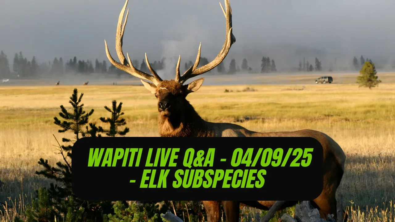 REPLAY - Wapiti Live Q&A - 04.09.25 - Exploring North America's Elk Subspecies! lesson poster