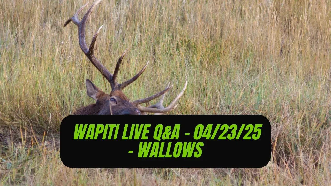 REPLAY - Wapiti Live Q&A - 04.23.25 - Wallows! lesson poster