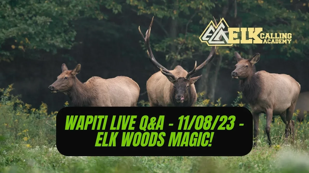 REPLAY - Wapiti Live Q&A - 11.08.23 - Elk Woods Magic! lesson poster