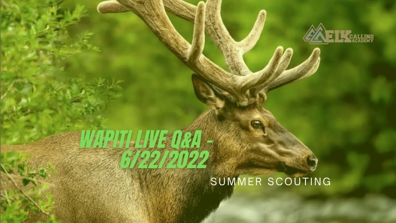 REPLAY - Wapiti Live Q&A 6.22.22 - Summer Scouting for Elk lesson poster