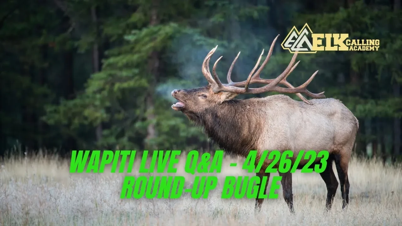 REPLAY - Wapiti Live Q&A - 4.26.23 - Round-Up Bugle lesson poster