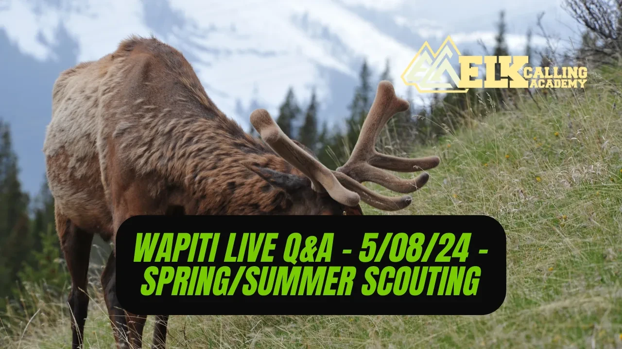 REPLAY - Wapiti Live Q&A - 5.08.24 - Spring/Summer Scouting lesson poster
