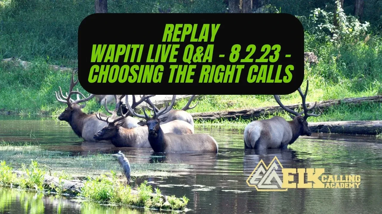 REPLAY - Wapiti Live Q&A - 8.2.23 - Choosing the Right Calls lesson poster