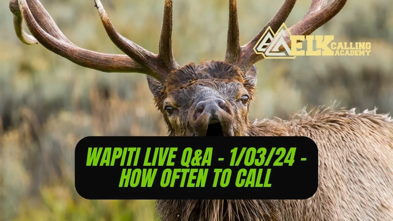 REPLAY - Wapiti Live Q&A - 1.03.24 - How Often To Call Elk lesson poster