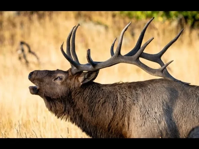 REPLAY - Wapiti Live Q&A - 10/13/21 - It's The Little Things! lesson poster
