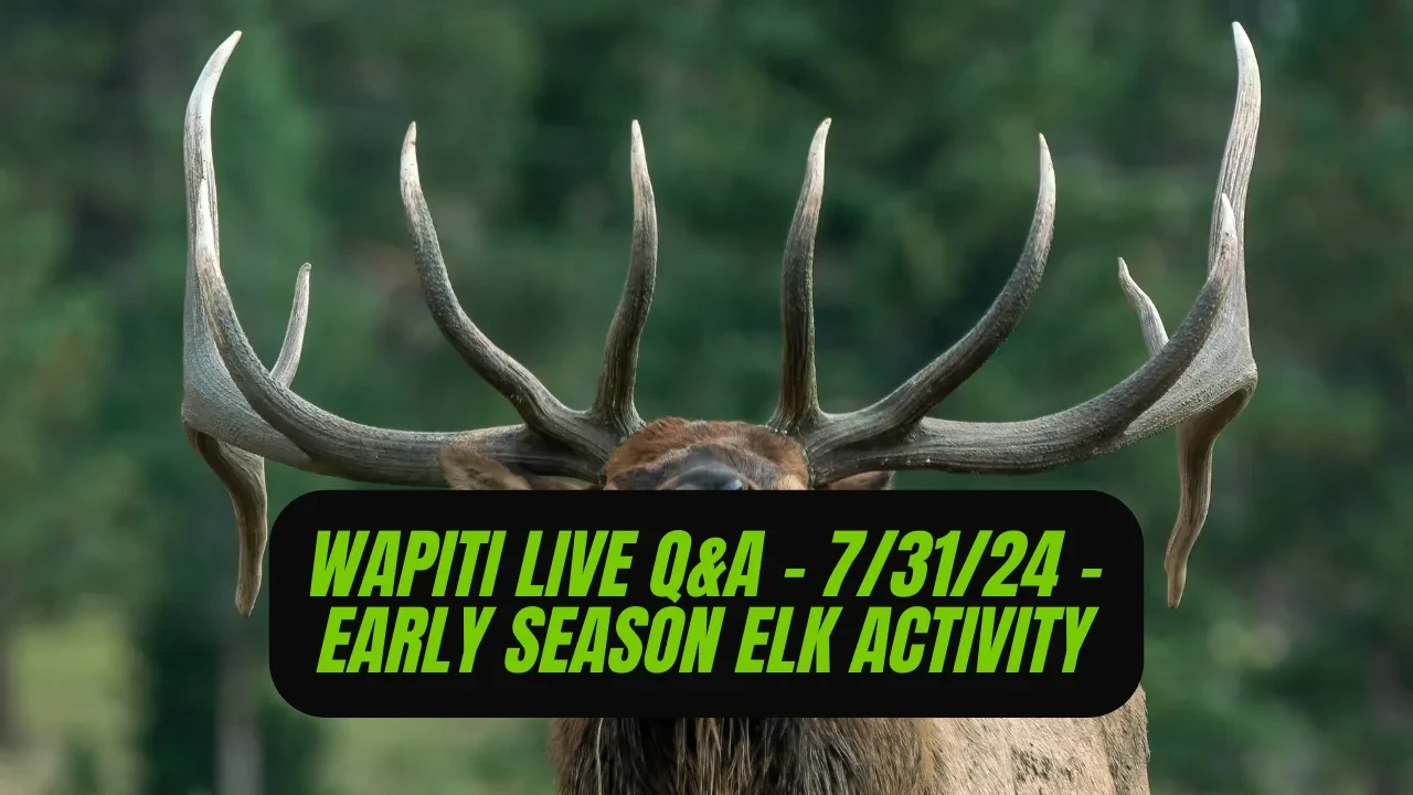 REPLAY - Wapiti Live Q&A - 7.31.24 - Early Season Elk Activity lesson poster
