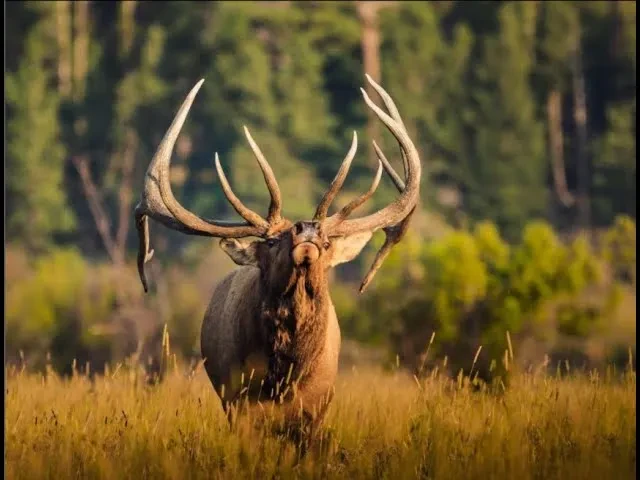 REPLAY - Wapiti Wednesday Live Q&A 3/02/22 - 2022 Elk Season Forecast lesson poster