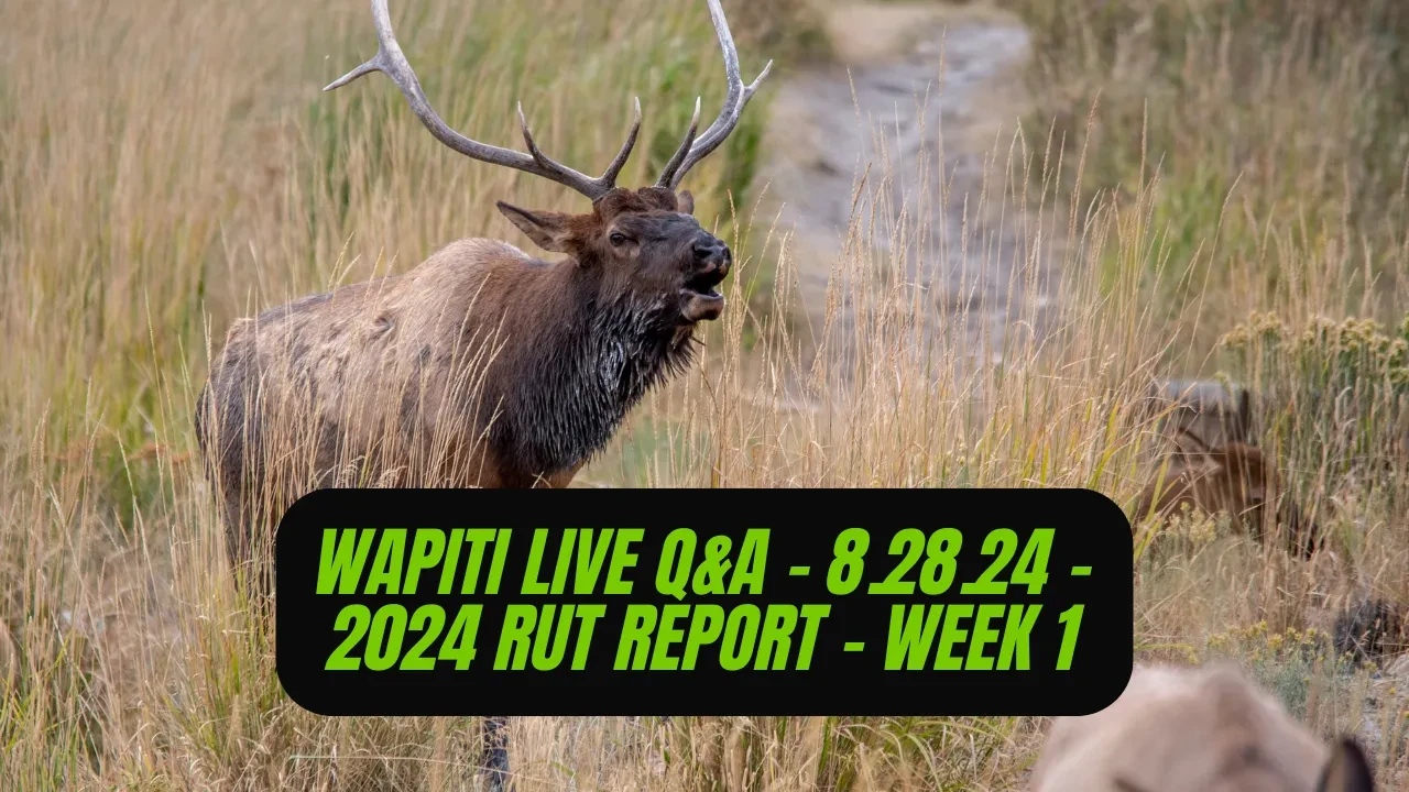 REPLAY - Wapiti Live Q&A - 8.28.24 - 2024 Rut Report - Week 1 lesson poster